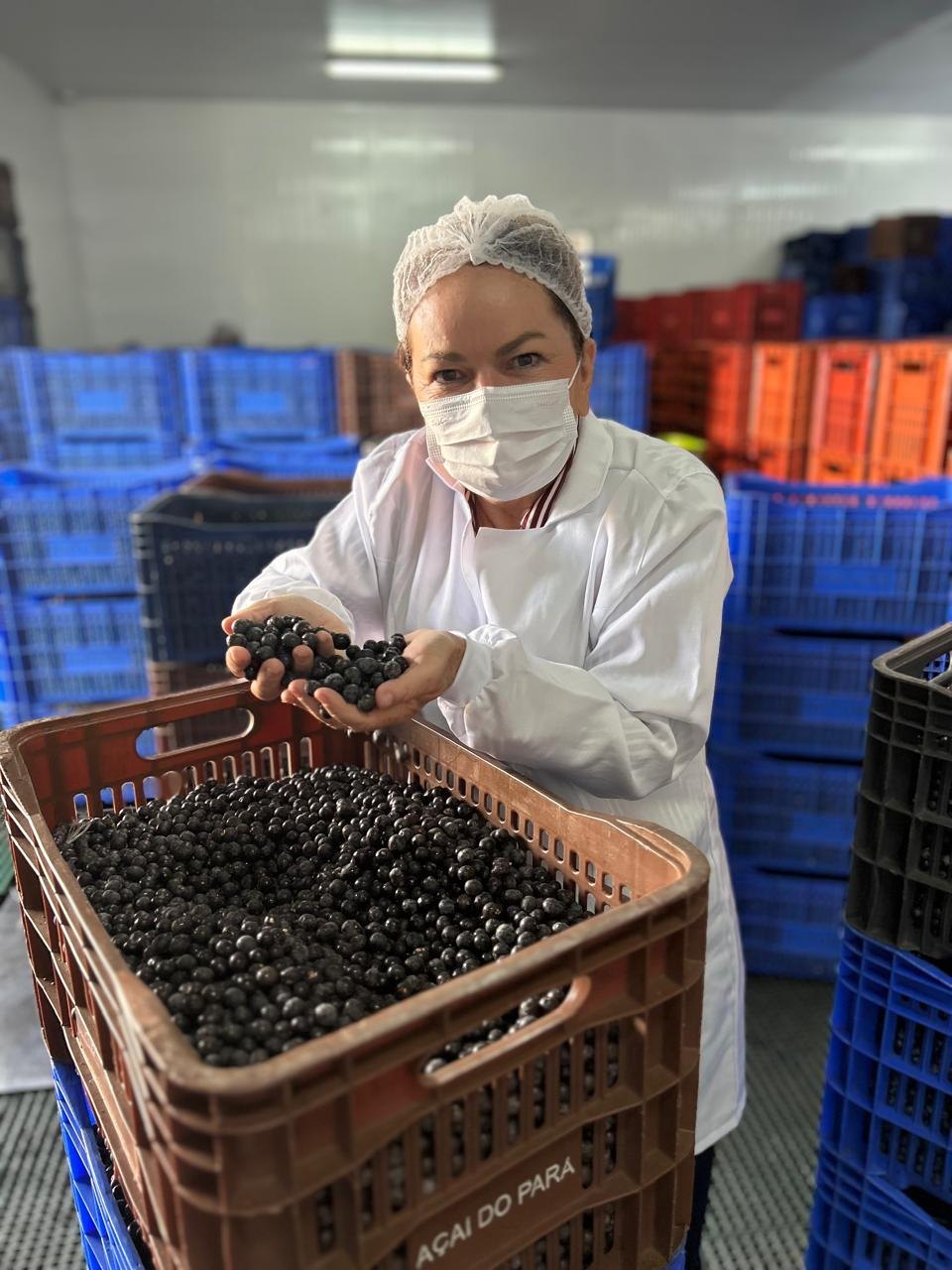 Seleção do açaí na produção Amazing